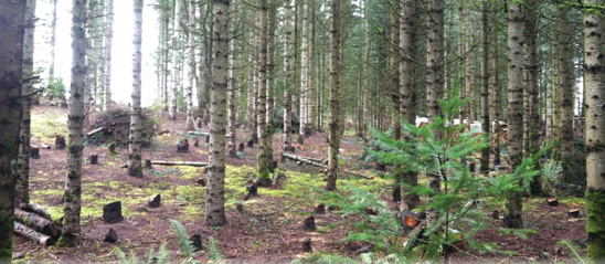 Raleos forestales