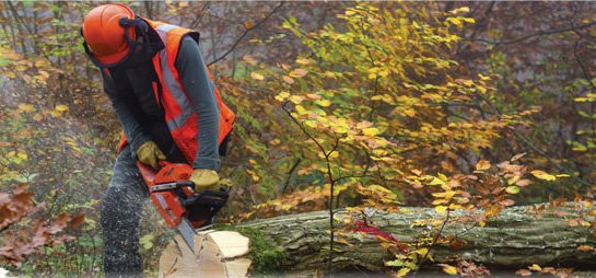 Trabajando con la Naturaleza: Consejos de Seguridad para el Manejo de Herramientas y Equipos Forestales