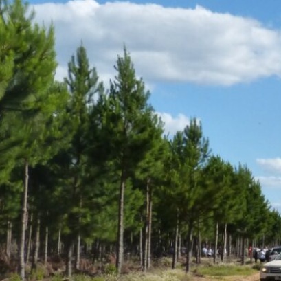 Agricultura dispone de una plataforma p�blica de visualizaci�n territorial de mapas inteligentes para conocer la ubicaci�n de plantaciones de pino