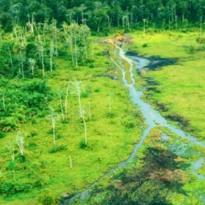 Todos conocen la selva del Amazonas, pero pocos saben del segundo pulm�n del planeta Tierra