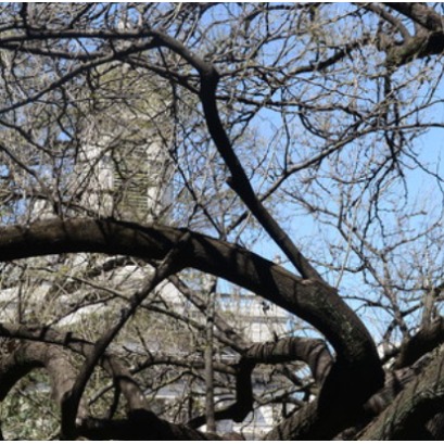 Para que serve a alfarrobeira: seu uso na alimenta��o, na medicina e no artesanato que poucos conhecem