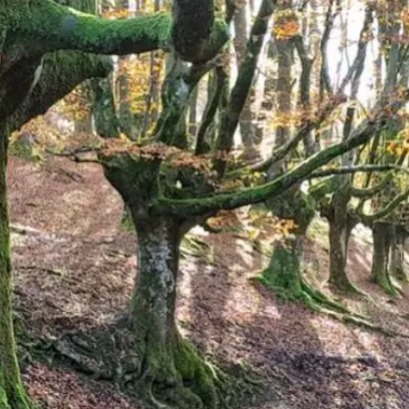 The beech trees of this forest, surrounded by legends, grow in such an original way that they look like candelabras