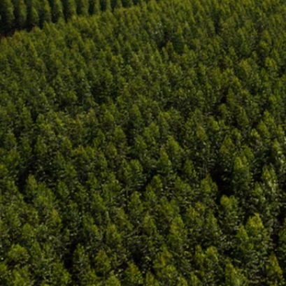 Setor florestal: oportunidades e desafios para se tornar um motor significativo de desenvolvimento