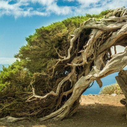 Aerodin�mica vegetal: c�mo los �rboles resisten los temporales de viento sin romperse