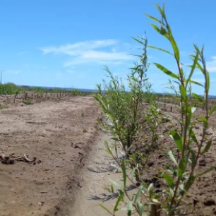 Impulsan la forestaci�n en la Patagonia a trav�s del riego con efluentes