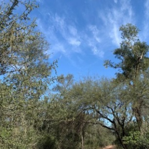 El Parque Chaque�o de Santiago del Estero: revisi�n hist�rica de su uso y perspectivas bioecon�micas a futuro