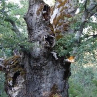 El imponente roble milenario de 9 metros de per�metro oculto en uno de los pueblos m�s peque�os de Espa�a