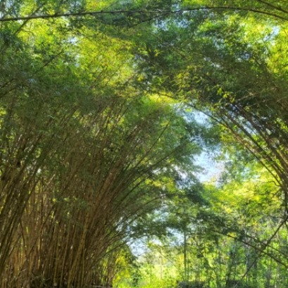 Con experiencias de cinco pa�ses y foco en los peque�os productores, Misiones abri� la Semana Internacional del Bamb�