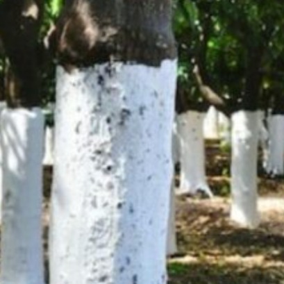 Por qu� pintan de blanco los troncos de los �rboles y qu� beneficio tiene