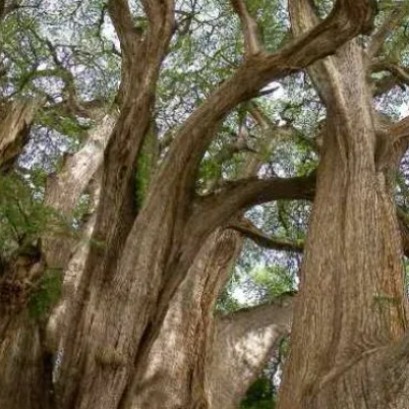 El �rbol con el tronco m�s ancho del mundo: m�s de 40 metros en el coraz�n de Am�rica Latina