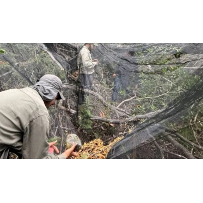 Recolectan semillas nativas para restaurar el bosque en el Parque Nacional Lago Puelo
