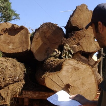 Amplio consenso t�cnico y social en defensa de la Ley de Bosques: organizaciones advierten sobre retrocesos en la reforma para la conservaci�n y desarrollo del territorio