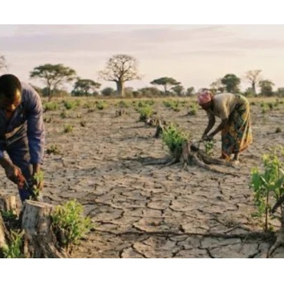 Los cient�ficos no dan cr�dito: descubren que un bosque africano se regenera sin plantar un solo �rbol