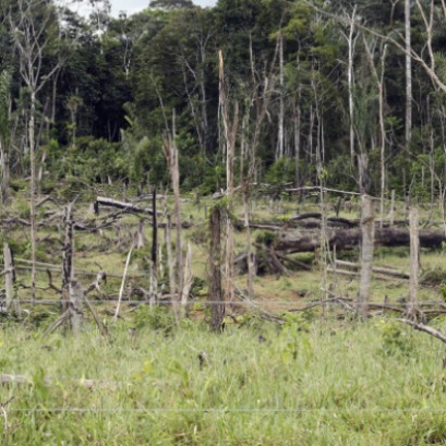 Los bosques del mundo perdieron m�s de 400 millones de hect�reas entre 1990 y 2020