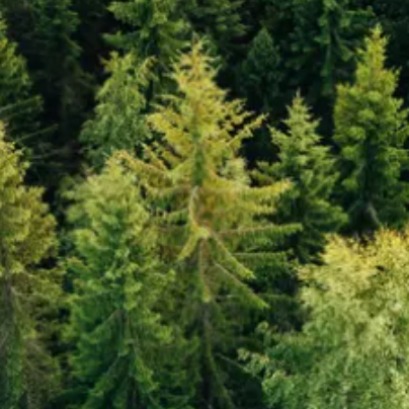Europe cuts down less wood than its forests generate, with the sole exception of one country