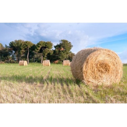 Os cientistas n�o acreditam: descobrem que uma floresta africana se regenera sem plantar uma �nica �rvore