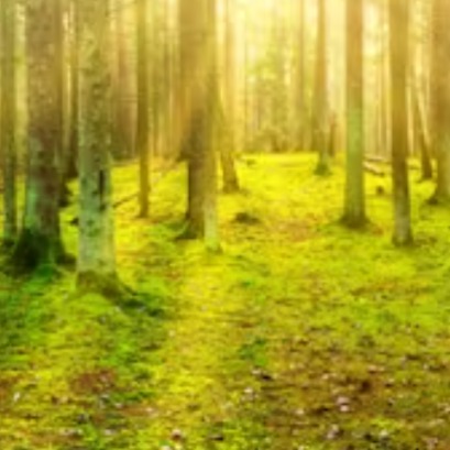 Los bosques naturales de Suecia almacenan un 83 % m�s carbono que los bosques gestionados