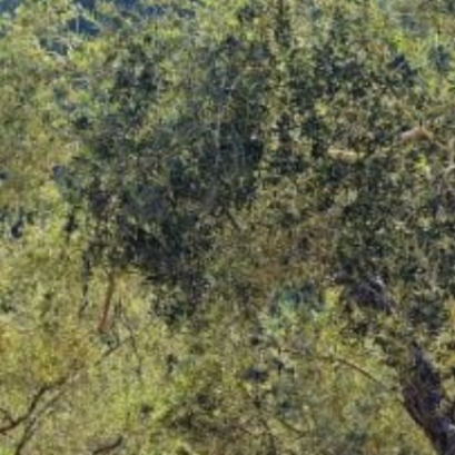 La bot�nica espa�ola celebra un nuevo hito: crean copias digitales de los �rboles para poder estudiarlos desde casa