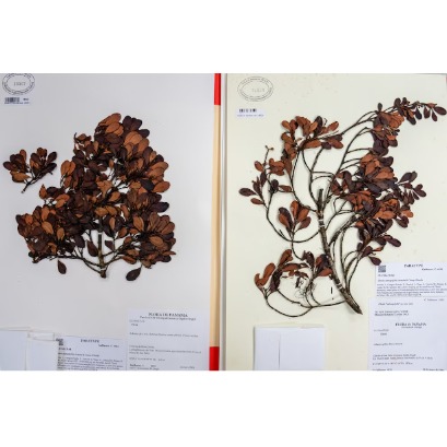 They discover in Panama a unique tree in the world that is already on the verge of disappearing