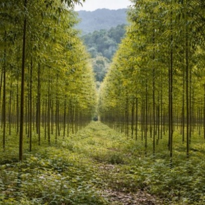 As florestas do mundo est�o se tornando mais uniformes e isso � um problema, dizem os cientistas