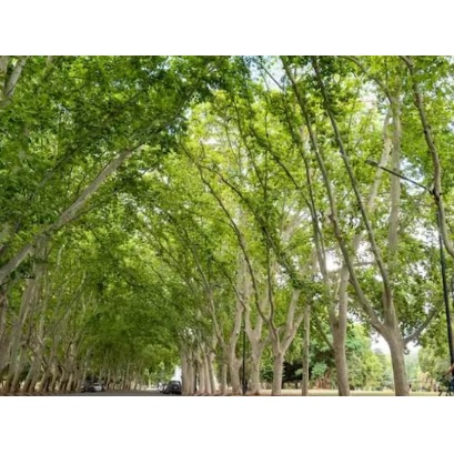 Cinco cidades argentinas, reconhecidas pela ONU pelo cuidado com suas �rvores