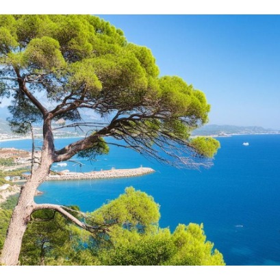 Aerodin�mica das plantas: como as �rvores resistem �s tempestades de vento sem quebrar