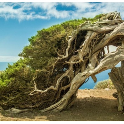 Aerodin�mica das plantas: como as �rvores resistem �s tempestades de vento sem quebrar