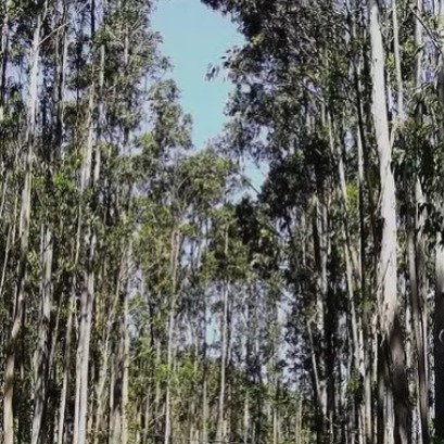 As florestas do planeta est�o mudando: cada vez mais esp�cies fracas e menos resistentes