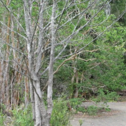 Pine trees, exotic willow and rose hips: the challenge of Parque Lan�n to restore the native forest