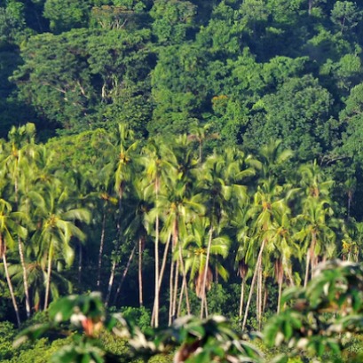 Panam� proyecta reforestar este a�o 1,320 hect�reas, para tratar de detener una creciente deforestaci�n