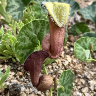 No te lo pierdas! Congreso de Flora Nativa convoca a tres d�as dedicados a la biodiversidad y conservaci�n del patrimonio vegetal chileno