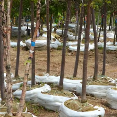 Plantan m�s de 1.000.000 de �rboles para recuperar uno de los ecosistemas m�s importantes del mundo: es el mayor orgullo de este pa�s