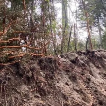 Devastou uma floresta de murta da Patag�nia e ter� que pagar quase 67 milh�es de pesos