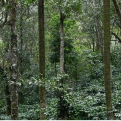 A �rea florestal global diminuiu 41 milh�es de hectares entre 2015 e 2025