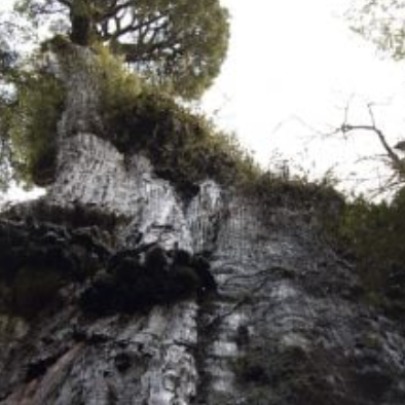 Scientists study the worlds oldest trees and find a network of unknown underground fungi