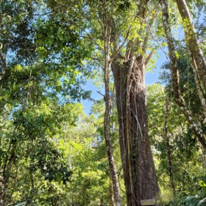 Discover the 2,500-year-old red pine forest at Elephant Mountain.