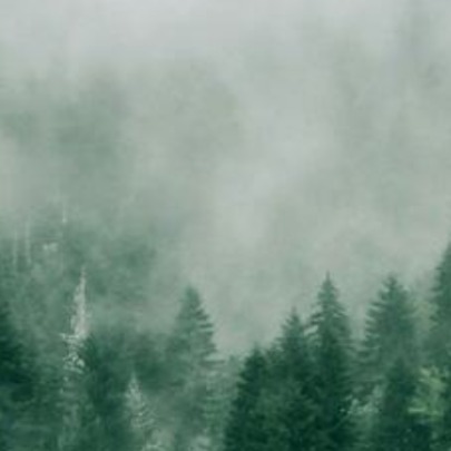Sudam�rica tuvo la mayor p�rdida de bosques del planeta en la �ltima d�cada