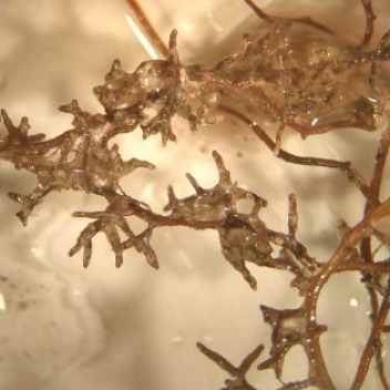 They discover how pines and exotic mushrooms advance in the Cordillera