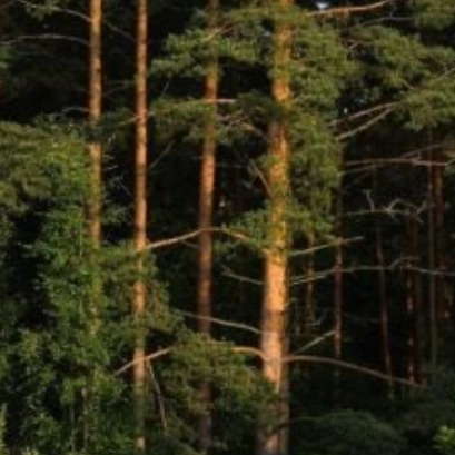 Euforia en la comunidad bot�nica: Argentina mejora un 48% la productividad de sus pinos y dispara su velocidad de reforestaci�n