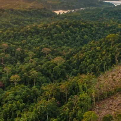 Honda preocupaci�n en la comunidad bot�nica mundial: un estudio afirma que los bosques de Honduras pueden desaparecer en menos de 20 a�os