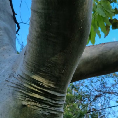 When the body of the trees speaks and tells its own story