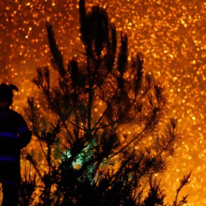 �Cu�nto tarda un bosque quemado en recuperarse?