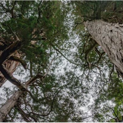 Por que uma �rvore patag�nica de 2.600 anos � um dos arquivos naturais mais valiosos do hemisf�rio sul
