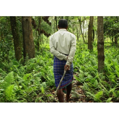 O agricultor que planta �rvores todos os dias desde 1979: conseguiu criar uma floresta de 550 hectares