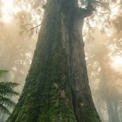 The tallest sword tree in Asia was hidden in a fog forest: it is 84 meters and almost a thousand years old