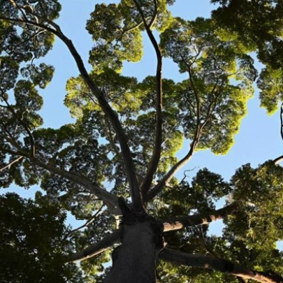 Se as �rvores competem pela luz, como � que as mais pequenas sobrevivem nas florestas?