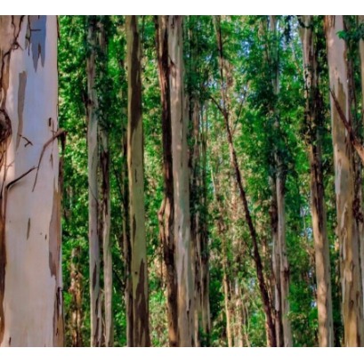 Espa�a plant� millones de eucaliptos para conseguir madera barata. 90 a�os despu�s, hemos constatado que son un desierto verde